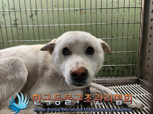 한국동물구조관리협회_441409202500186